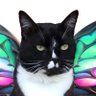 Angel 🌈 Captain Jerry - RIP 1.8.2013-17.6.2025's profile picture