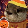 yammy🎃 profil fotoğrafı