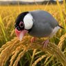 Фото профиля でるる
