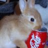 the pitt enthusiast • bunny 的头像