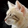 Profilbild von 🐈とら🐈