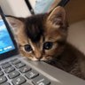 وَرنا☕ profil fotoğrafı