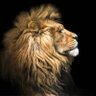 Lion 🦁 profil fotoğrafı
