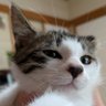 かにちゃん's profile picture