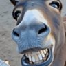Rabbi Schmuckley's profile picture
