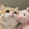 Meng Jephen profil fotoğrafı