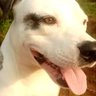 Profilbild von Yorubapatriot