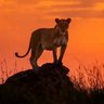 Фото профиля Biafra 1st Son 🌅
