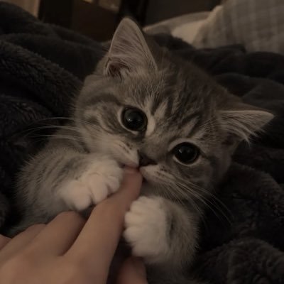 ⋆𐙚₊ หมุ้จิ๋วnot hehe's profile picture