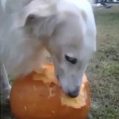 dr. bitch's profile picture
