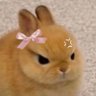 🌸 的头像