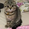 Profilbild von Kedi DiyarıX