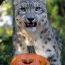 koifishT 🎃 profil fotoğrafı