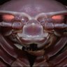 Giant Isopod profil fotoğrafı