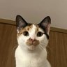 sâmela wants to party with somebody who might know's profile picture