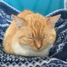 にこちゃん寝る 的头像