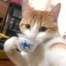 橘子茶's profile picture