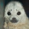 Profilbild von aidan #votesolomon