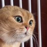 流しのギターおばさん profil fotoğrafı