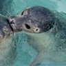 flora ๐ฆญ | seal #1 fan ็ๅคดๅ