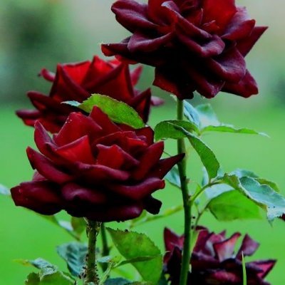 Badri Paktiawal's profile picture