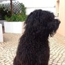 Bruno Machado profil fotoğrafı