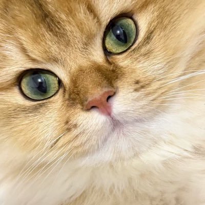 流量哥's profile picture