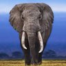 Elephant profil fotoğrafı