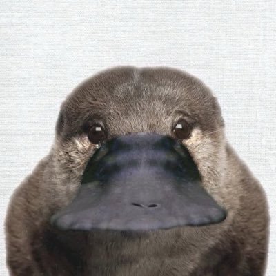 Salute_Ayrton's profile picture
