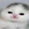 kedi profil fotoğrafı
