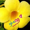 Gheng 💛💙🩷💚 profil fotoğrafı