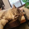 慧慧 profil fotoğrafı