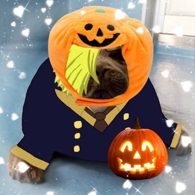 mossyseals's profile picture