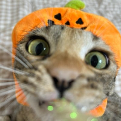 당근🥕's profile picture