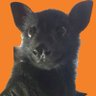 Profilbild von bat