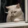 Profilbild von Drunken Cat 🎗️