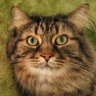 Stanley's profile picture
