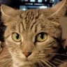 bethrush profil fotoğrafı