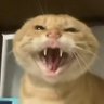 Profilbild von 鲤鱼的梦༺
