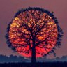 B_hossain profil fotoğrafı