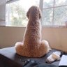 عاشق😋😋 الممحونA ت💦💦 profil fotoğrafı