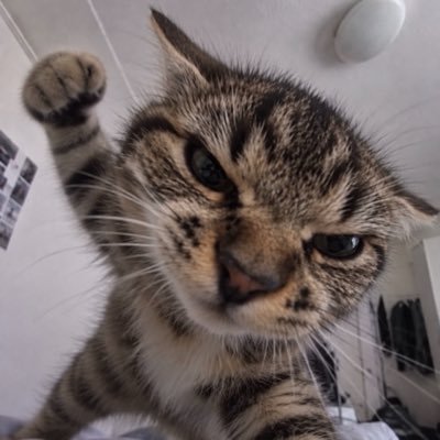 popodcqa's profile picture