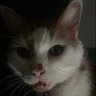 @montycat16 profil fotoğrafı