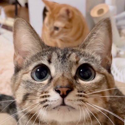 𝘮𝘦𝘳𝘶 𖦞's profile picture