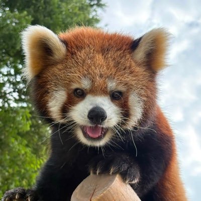 鯖江市西山動物園's profile picture