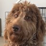 Profilbild von dawg