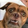 Funny clip video's profile picture