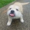 stupididiot🐶🔆🌈 profil fotoğrafı