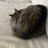 totoゴール3 的头像