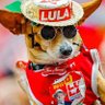cadelinha do Lula profil fotoğrafı